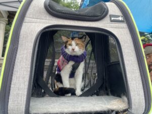 Notice What’s Around You: Day 11