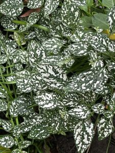 Notice What’s Around You: Day 12