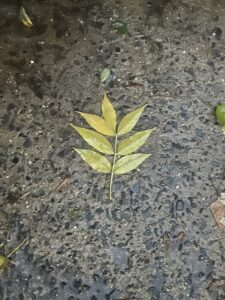 Notice What’s Around You: Day 13