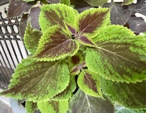 Notice What’s Around You: Day 15