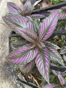 Notice What’s Around You: Day 8